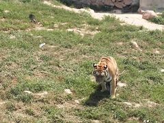 -西霞口神雕山野生动物世界