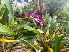 -中国科学院西双版纳热带植物园