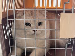 -宠颐生动物医院·猫科·心脏科(海口分院)