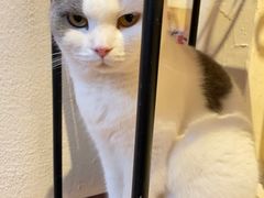 -猫小院猫主题餐厅(南锣旗舰店)