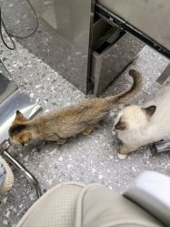 -风生造型