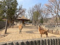 -石家庄市动物园