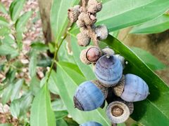 -三门江国家森林公园