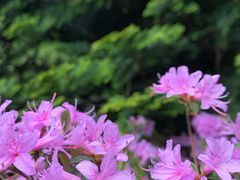 -苍山感通索道
