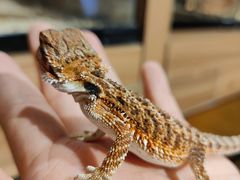 -酷以爬仙阁实体爬宠店·守宫·蜥蜴·专业繁育