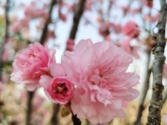 -天适樱花悠乐园