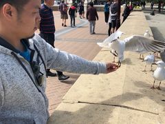 -Patagonia Chocolates(皇后镇店)