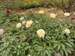 -莲花池公园