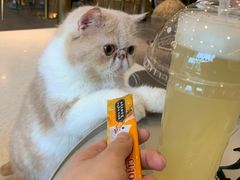 -飞行喵MR PILOT|猫舍·猫咖(静安大融城店)