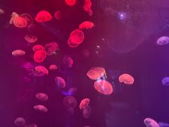 -南昌融创海世界