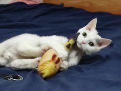 -西安京西宠物医院·瘫痪·疑难杂症