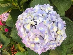 -深圳国际园林花卉博览园