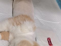 -艾吉宠物医院·疑难杂症转诊中心·猫友好(碧江路院)