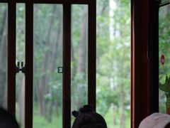 -合肥滨湖国家森林公园