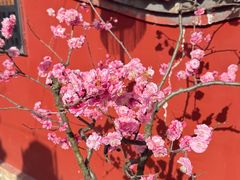 -红螺寺
