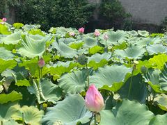 -广州莲花山旅游区