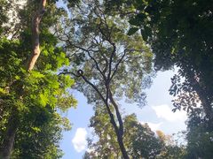 -西双版纳原始森林公园