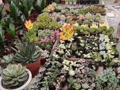 -秦美花卉(天朗·莱茵小城2期店)