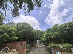 -银湖山郊野公园-相思林