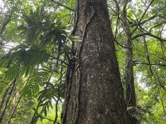 -西双版纳原始森林公园