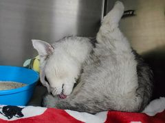 -纳吉亚猫专科动物医院·北北分院