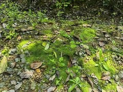 -平湖九龙山旅游度假区