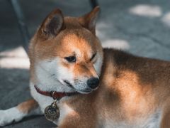 -柴犬高等学院·狗咖·柴犬售卖·宠物训练