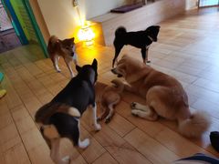 -喜柴咖啡·柴犬狗咖