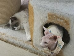 -藏猫猫咖啡主题馆(中央大道店)