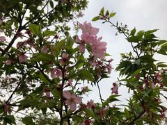 -天适樱花悠乐园
