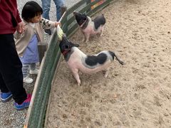 -前小桔亲子创意农场·草莓采摘·露营烧烤