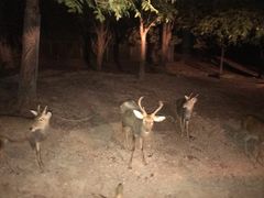 -清迈夜间动物园