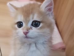 -猫十亿·布偶金渐层·曼基康矮脚猫舍(青年路店)