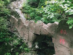 -天女山森林公园