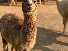 -泉州海丝野生动物世界