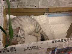 -瑞派宠物医院·24小时骨科·心脏·核磁(哈尔滨南岗店)