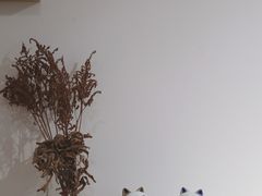 -猫里有甜