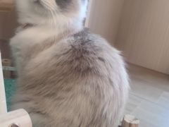 -唐小姐の私宠·宠物洗护美容·撸猫馆·购宠(周浦万达旗舰店)