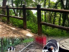 -上海佘山国家森林公园天马山园