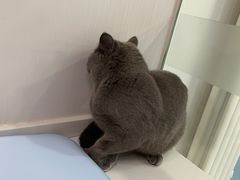 -天使宠物医院·犬猫分诊(彩虹店)