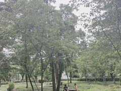 -武汉大学-樱园
