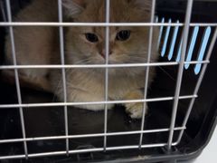 -瑞派福兴宠物医院犬猫全科·骨科·中西医结合(河东店)