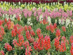 -天适樱花悠乐园