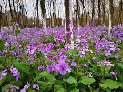 -白塘生态植物园