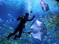 -烟台海昌鲸鲨海洋公园