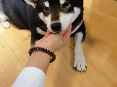 -是阿柴呀！柴犬咖啡·爱喵喵猫咖
