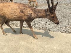 -鹿境梅花鹿生态园区