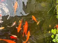 -凤凰山斑鱼馆(恭城店)