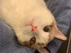 -派多格宠物·购宠(靛厂路店)