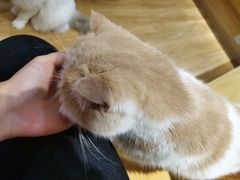 -滚猫咖啡·猫咖·猫友好撸猫(未来城店)